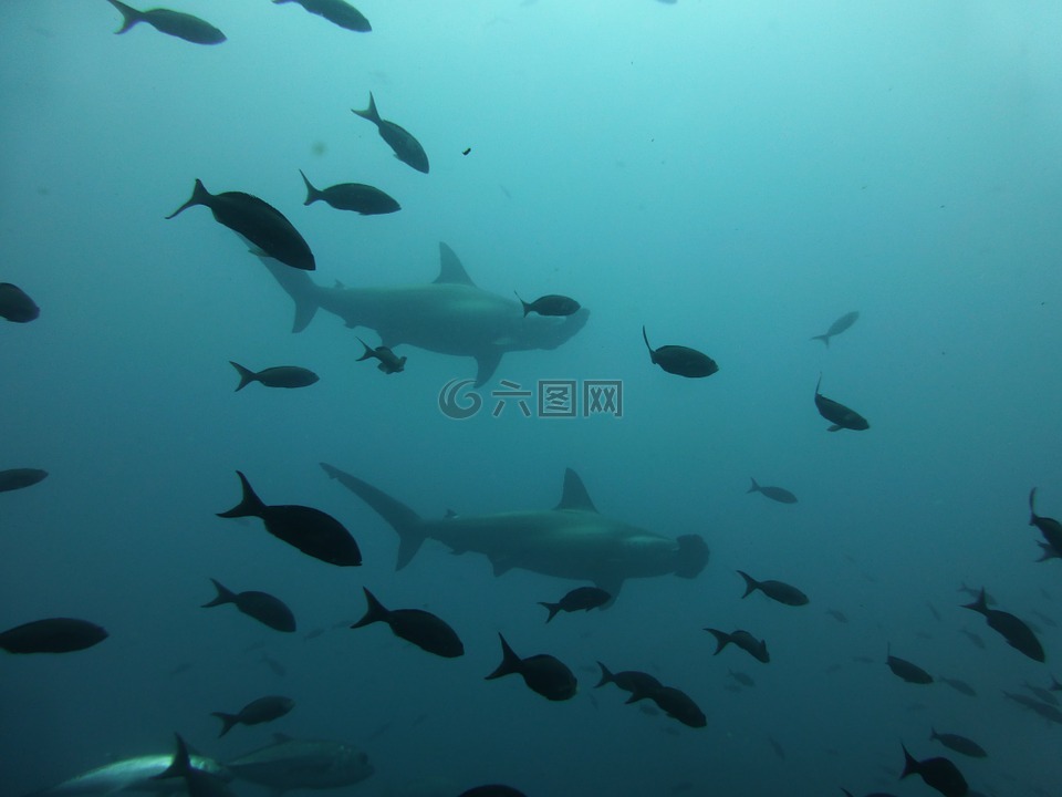 雙髻鯊,鯊魚,加拉帕戈斯