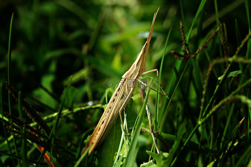 螳螂,phasmid,昆虫