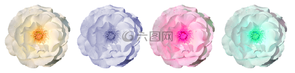 玫瑰,開花,花