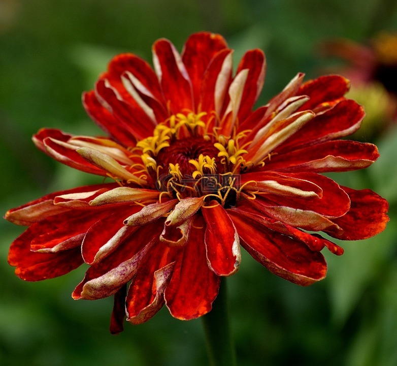 花,红色,自然