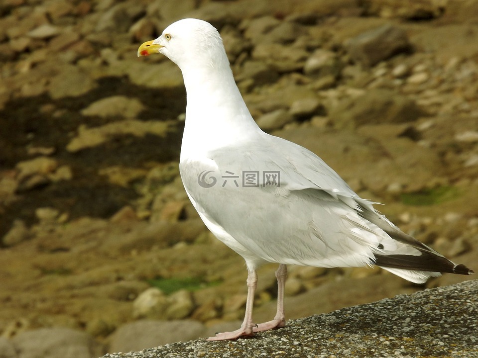海鷗,砂,鳥