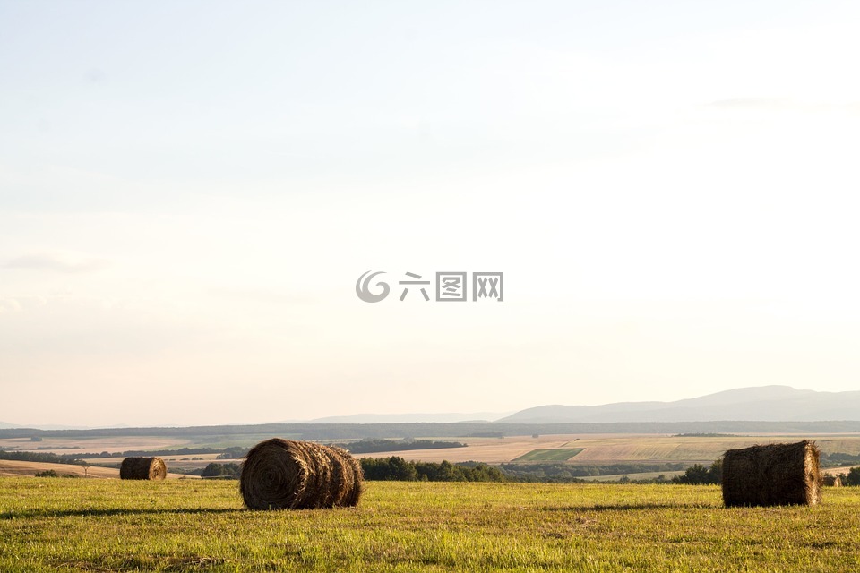 干草,棉包,农场