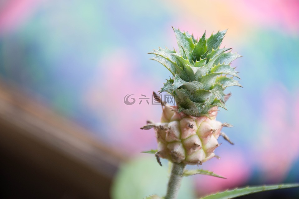 水果,花,離開sagkrni