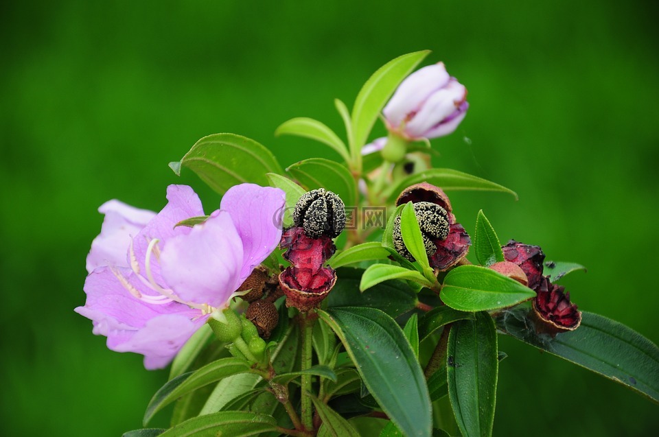 野牡丹,紫色,花