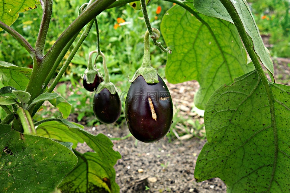 茄子,蔬菜,蔬菜花园