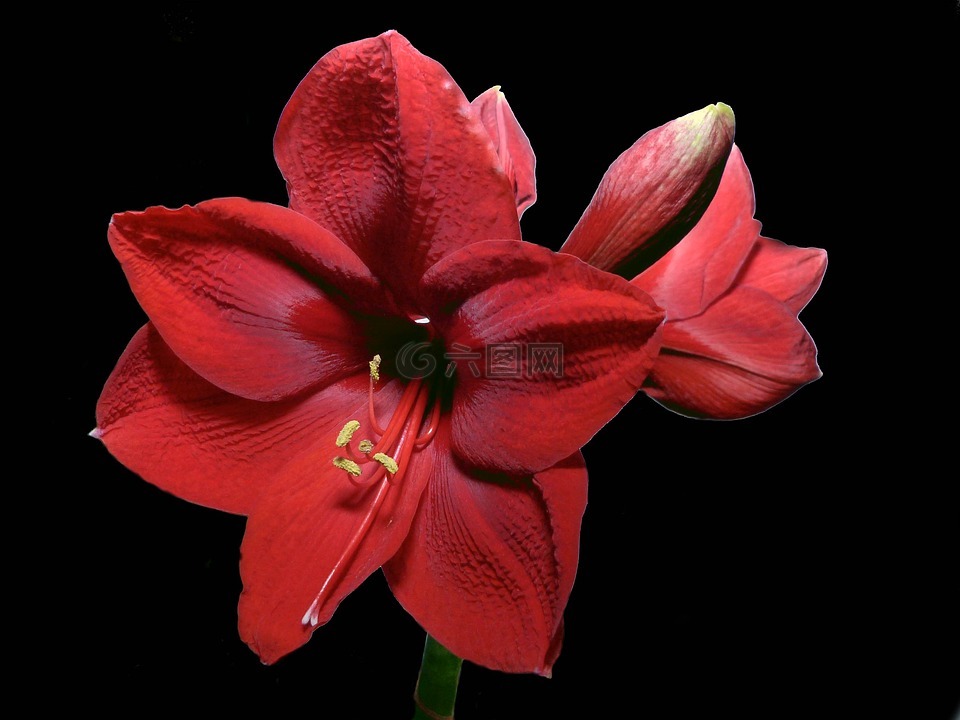 花,開花,紅色