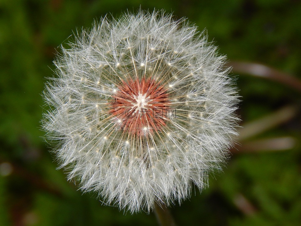 蒲公英,花,性质