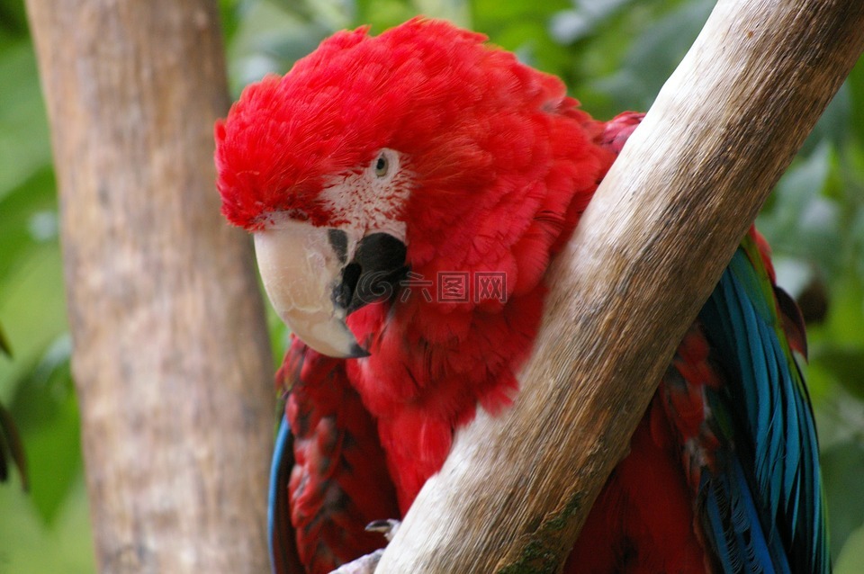 動(dòng)物園,動(dòng)物,樹