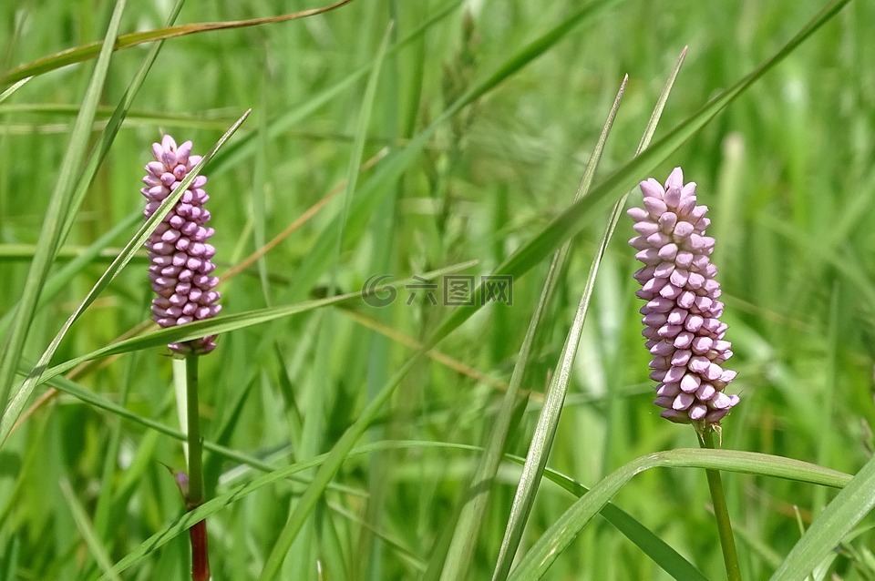 蛇虎杖,wiesenkn?terich,牙bürschtl