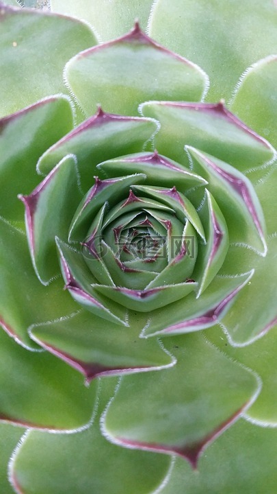 仙人掌,多汁,植物區(qū)系