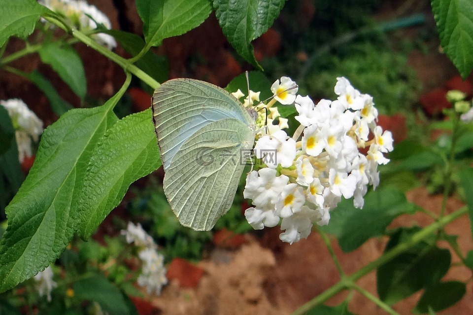 蝴蝶,常見(jiàn)的移民,catopsilia 波莫納