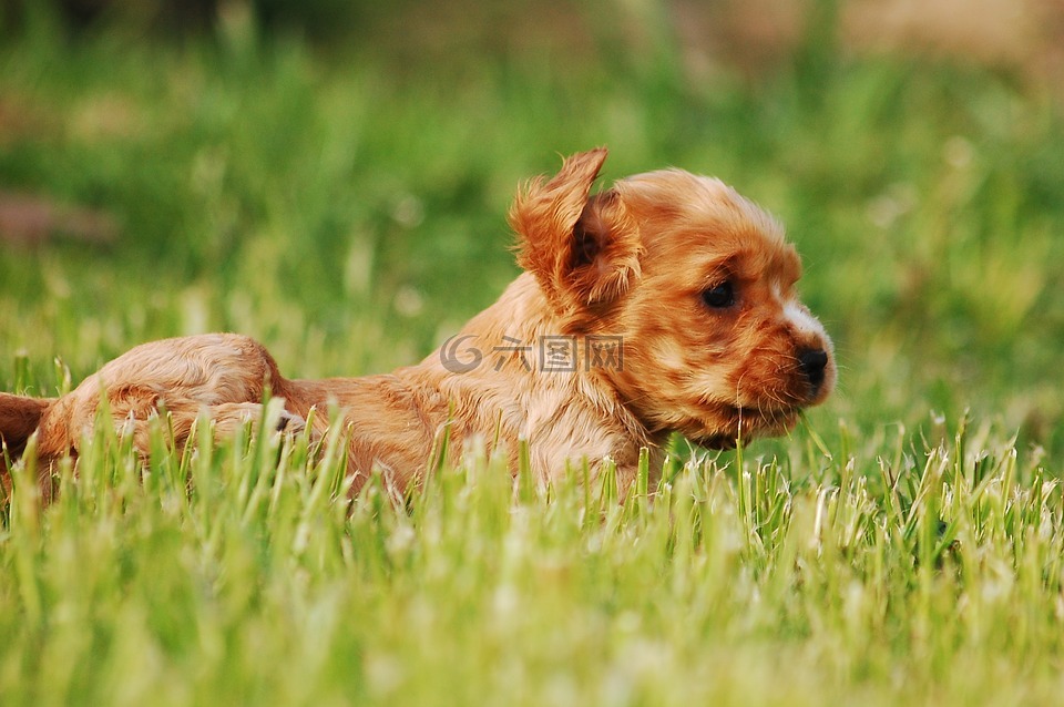 coker,小獵犬,可卡犬語