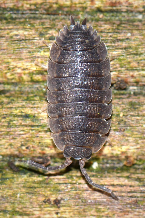 ressemblance,動(dòng)物,bug
