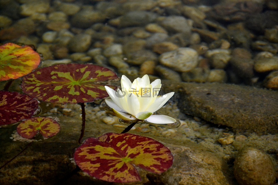 睡蓮,白,水