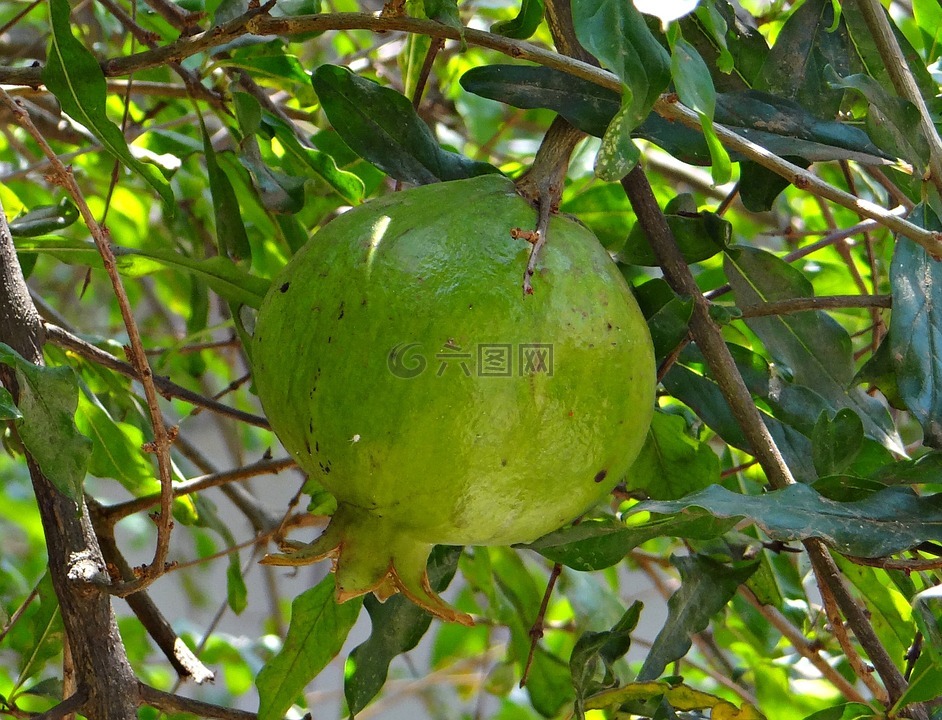 石榴,樹,水果