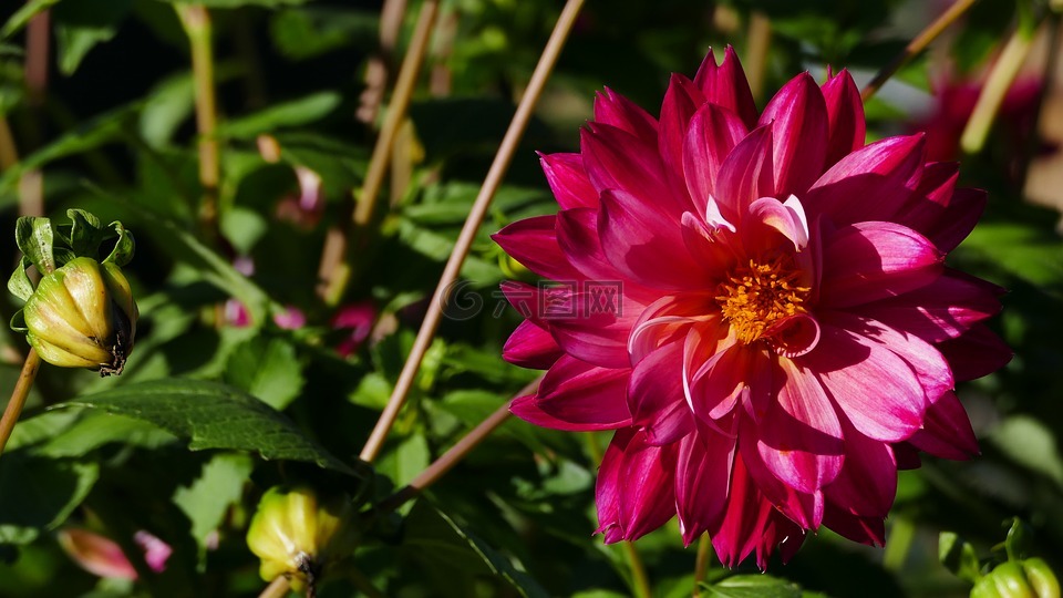 花,紅色,開花