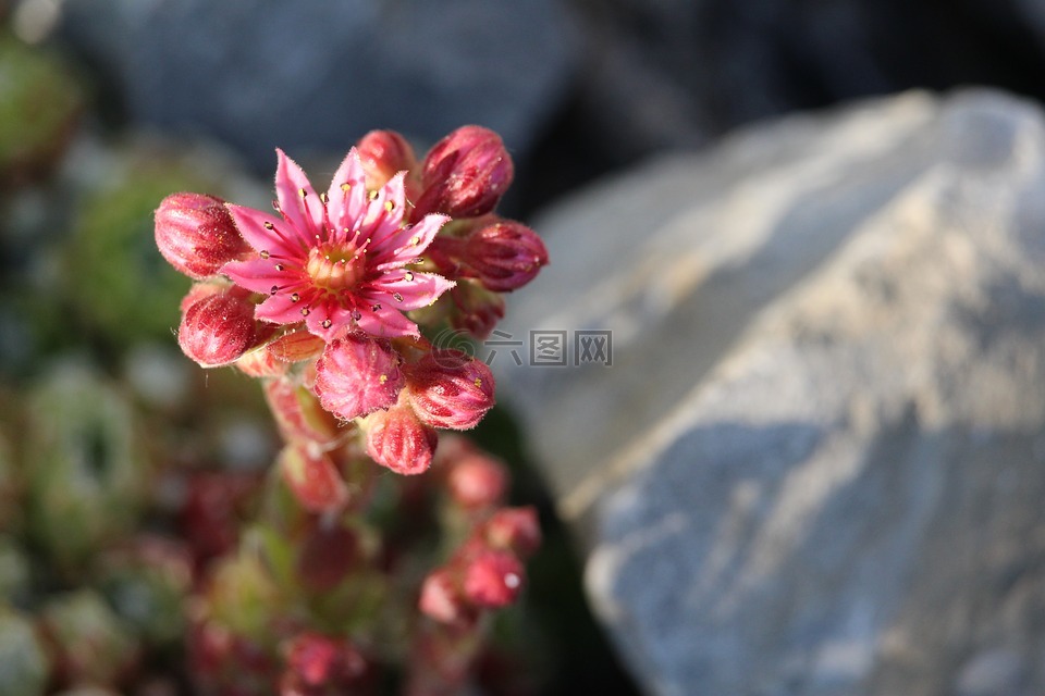 伍尔兹,开花,石园