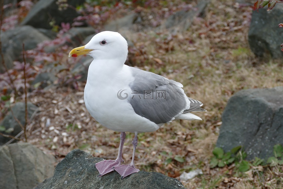鳥(niǎo),海鷗,野生動(dòng)物