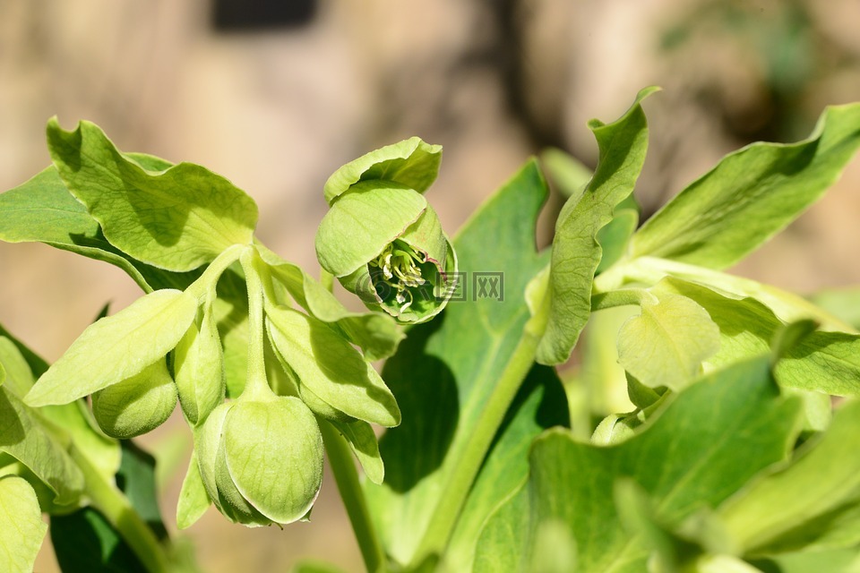 藜蘆,花,嚏根草屬 foetidus