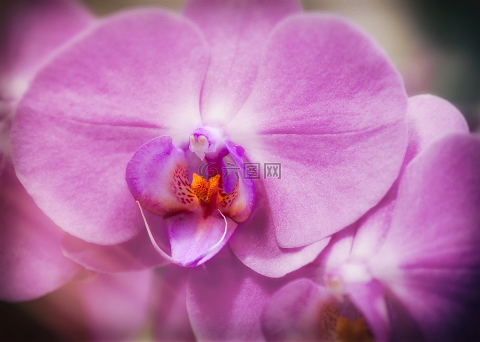蘭花,蝴蝶蘭,紫