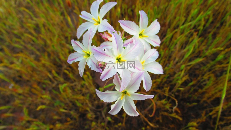 花,性質(zhì),小花
