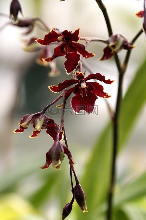 蘭花,溫室,花