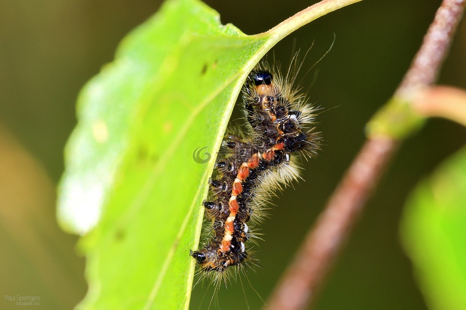 宏,卡特彼勒,bug