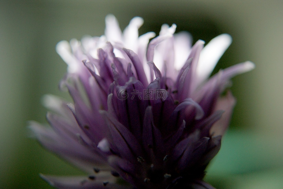 花,花瓣,性質(zhì)