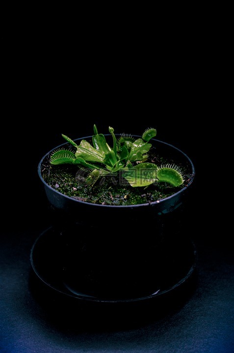 植物,黑暗,的食肉