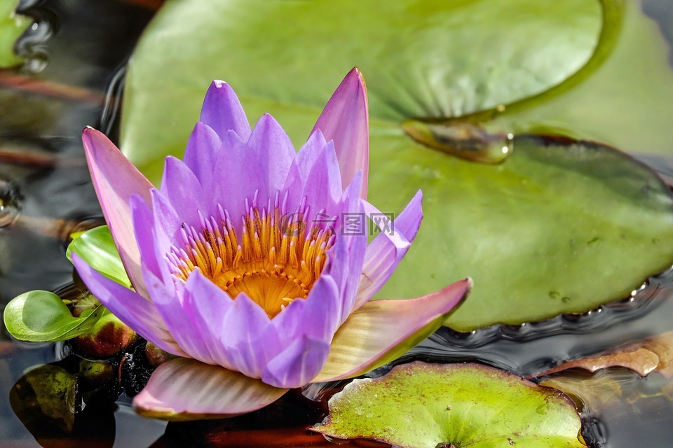 睡蓮,花,開(kāi)花