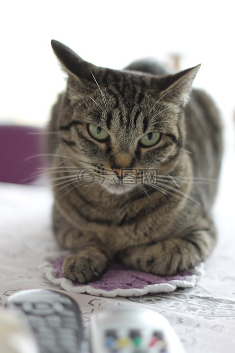 猫,宿醉,猫的眼睛
