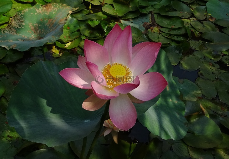 蓮花,花,粉紅色