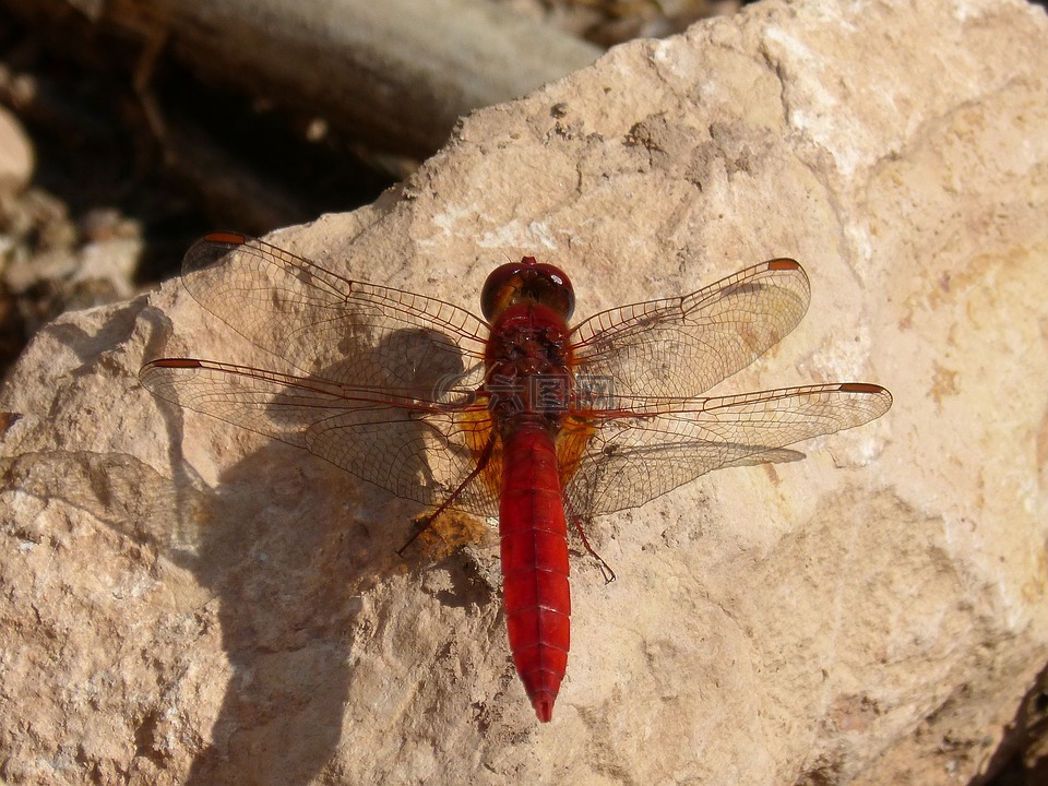 蜻蜓,菇trithemis,紅蜻蜓