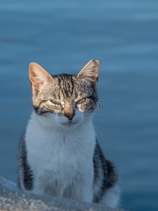 猫,黎明,太阳
