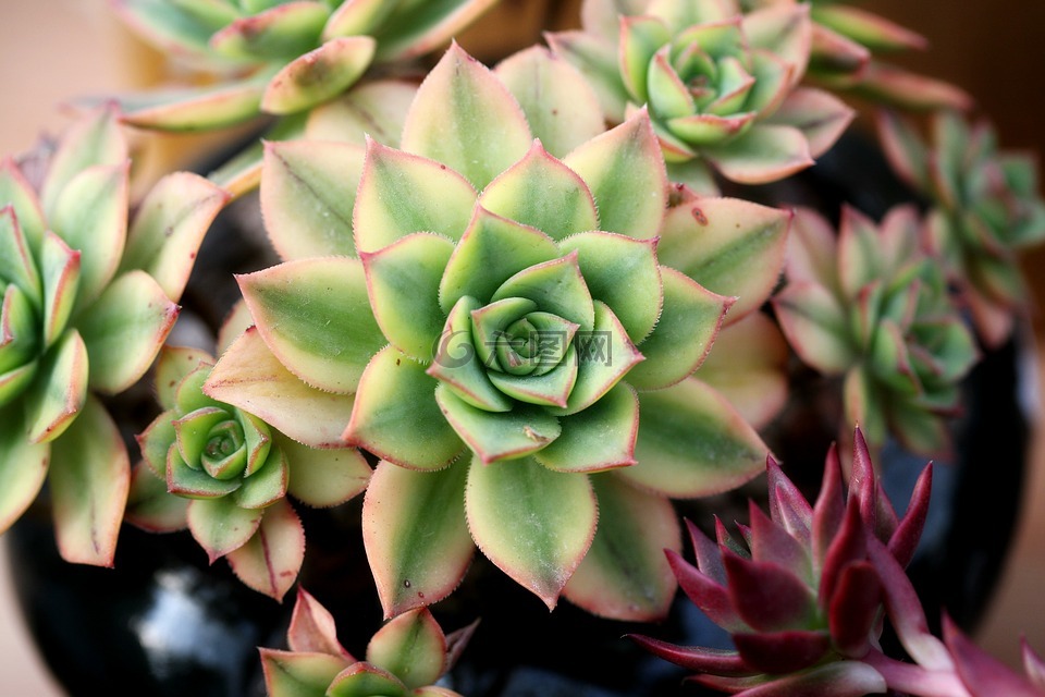 一種肉質(zhì)植物,肉質(zhì) 在這,仙人掌