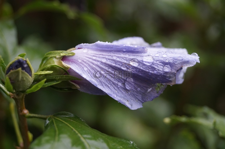 花,滴,紫