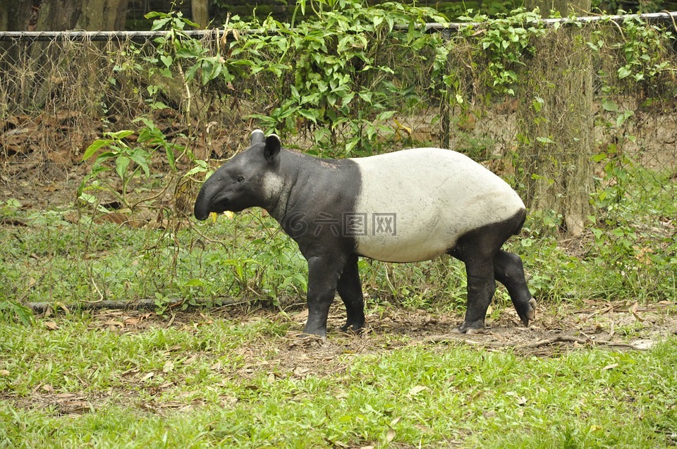 動物,塔皮爾,哺乳動物