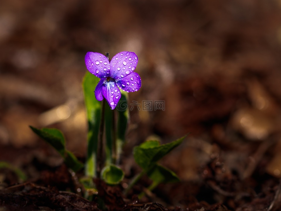 花,紫,紫色的小花