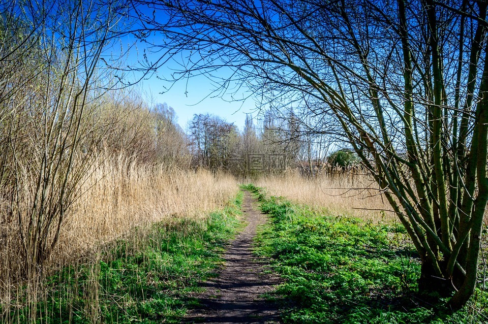 公園,林,路徑