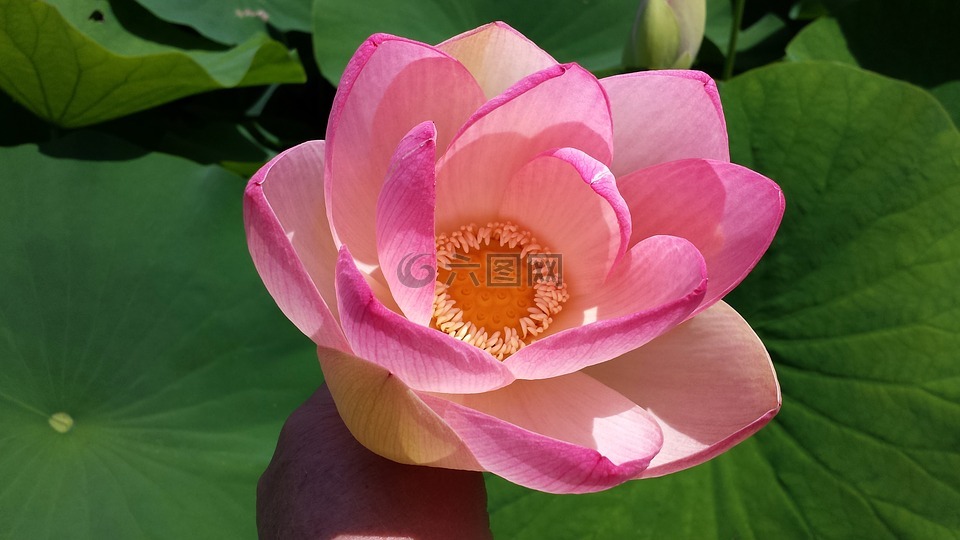 開花,花,雌蕊
