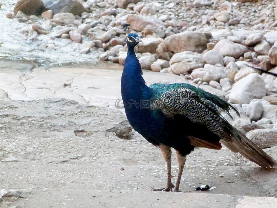孔雀,鳥,動物