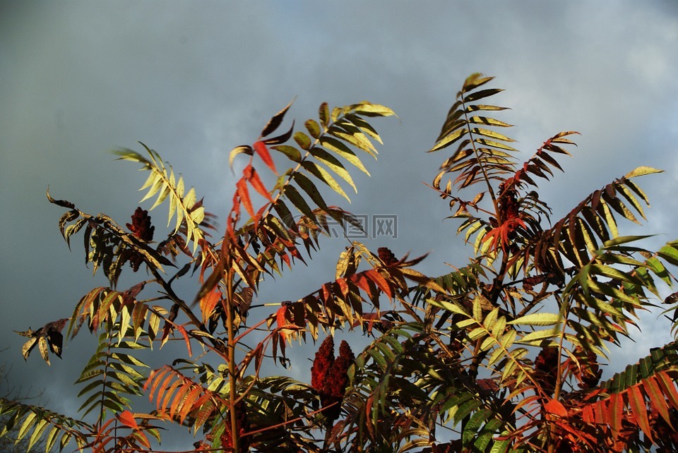 天空,葉,紅色