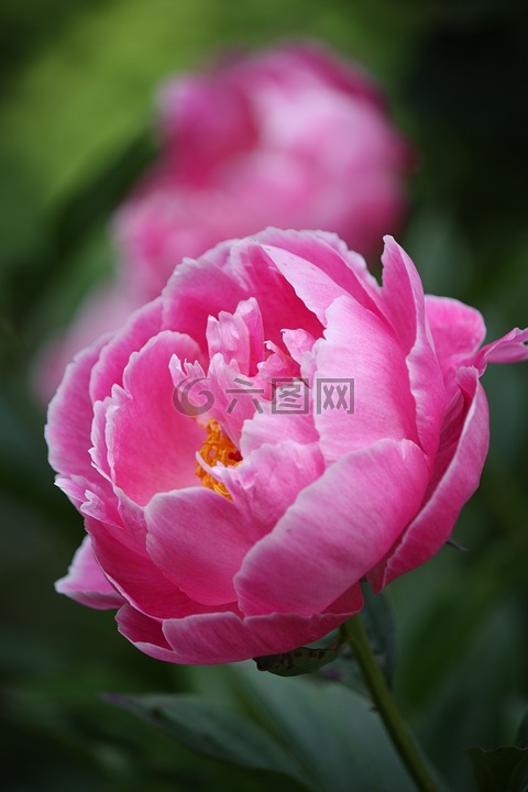 介子,花卉,夏天