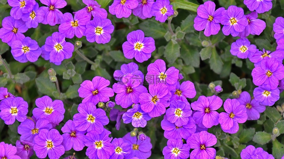 紫色的小花,春天的花朵,性質(zhì)