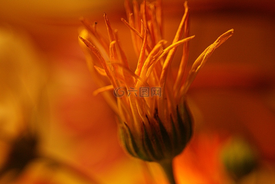 花,性質(zhì),蓬勃發(fā)展