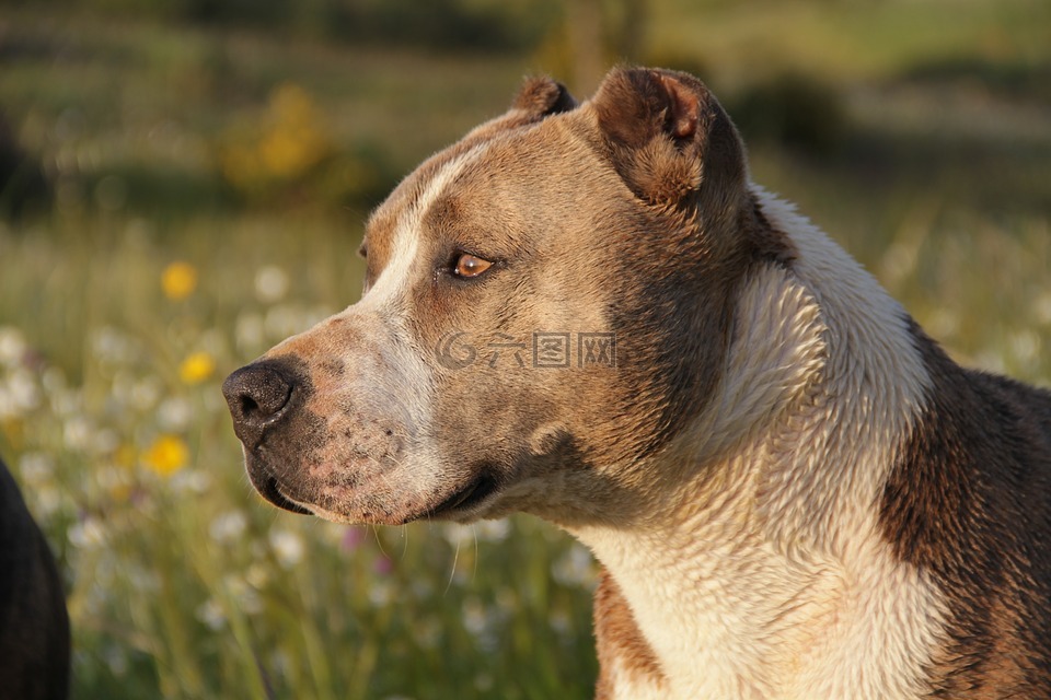 動(dòng)物,狗,pitbull