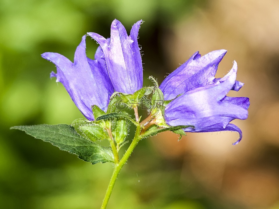 桔梗,花,開花