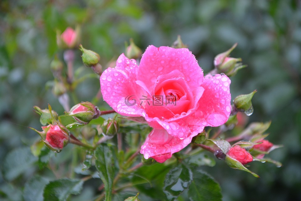 花,粉色,粉紅色的花朵