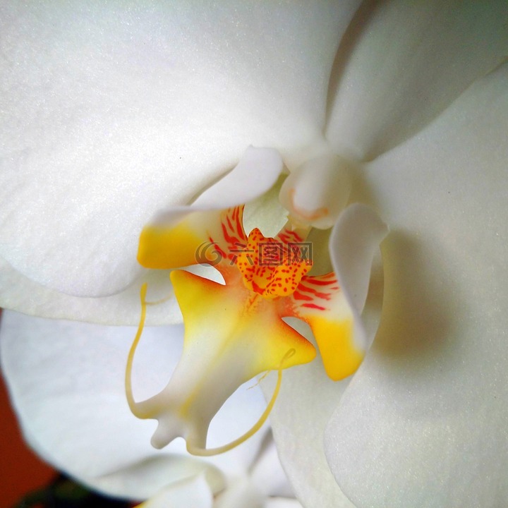 花,蘭花,白