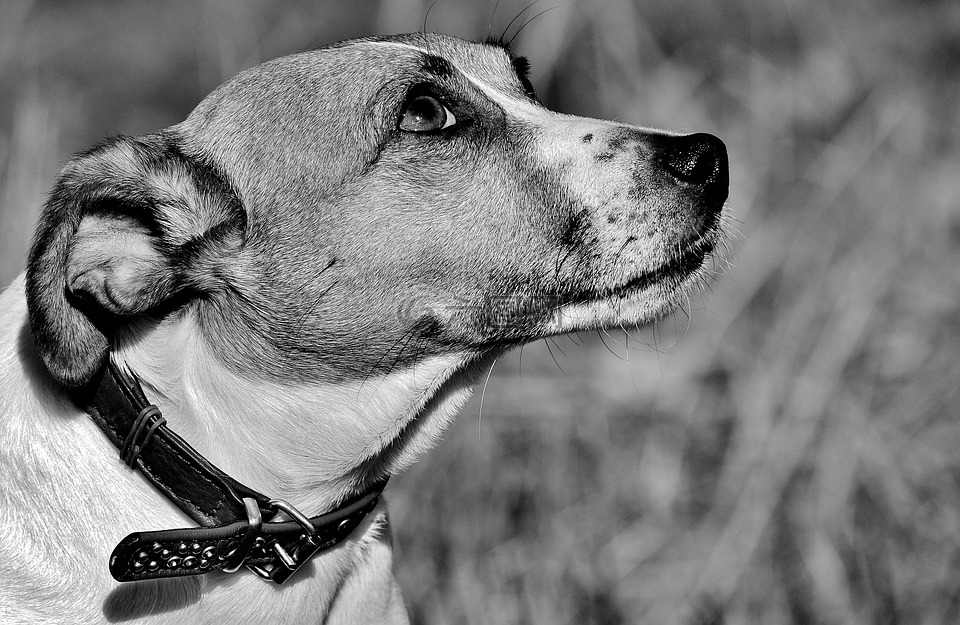 杰克羅素,小獵犬,狗